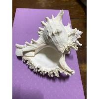 ราคา เปลือกหอยยักษ์ตกแต่งตู้ปลา (24656547492)