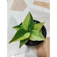 ราคา โชคเก้าชั้น โชคเก้าชั้นด่าง 2ต้นในกระถาง (18584430343)