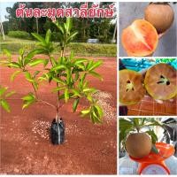 ราคา ต้นละมุดสาลี่ยักษ์ทาบกิ่งลูกใหญ่หวานกรอบพร้อมส่งค่ะ (43557929971)