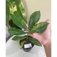 ราคา กวักมรกตด่าง กวักมรกตด่างใบยาว (15749039425)