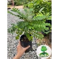 ราคา ต้นธรณีสาร ต้นไม้มงคลที่ควรมีติดบ้านไว้ (18648538752)