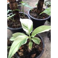 ราคา กล้วยด่าง กล้วยนำ้ว้าค่อมด่าง ด่างขาวสวยๆ เทพๆ (4484936236)