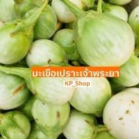 ราคา เมล็ดพันธุ์ มะเขือเปราะเจ้าพระยา 100 เมล็ด (6877457040)