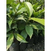 ราคา ชมพู่มะเหมี่ยวหรือชมพู่แดง/ชมพู่ทับทิมจันทร์กิ่งตอนจัดส่งต้นสูง 70-80ซม. (5559897478)