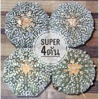 ราคา แอสโตรไฟตั้ม set4ต้น #แคสตัส castus astrophytum แอสโตร แอสโตรไฟตั้ม แอสโตรไฟตัม กระบองเพชร (9652521448)