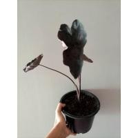 ราคา colocasia painted black gecko รากแน่นพร้อมตั้งแม่ ส่งฟรี (16625960220)