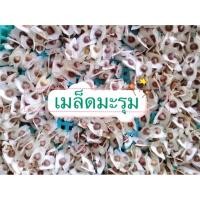 ราคา ✨เมล็ดมะรุม✨ มะรุมเกษตร มะรุมอินทรี เมล็ดแห้งสำหรับเพาะพันธุ์ (5036367523)