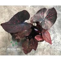 ราคา บอนสี พรพระร่วง กระถาง 4" (19279252858)
