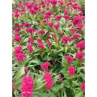 ราคา ต้นพันธุ์ หงอนไก่ พร้อมปลูกในถุงดำ 29 บาท ดอกด้าย Crested Celosia Cockscomb ต้นหงอนไก่ (28921173145)