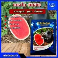 ราคา เมล็ดแตงโม ทัมอัพ ขนาด40กรัม เมล็ดพันธุ์แตงโม เมล็ดแตงโมทัมอัพ แตงโมทัมอัพ หวานทุกคำ ลูกดำ เนื้อแน่น ตราเจียไต๋ (23859427237)