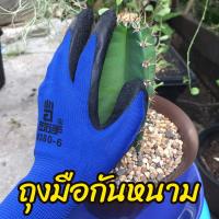 ราคา ถุงมือทำสวน กันหนาม ปลูกกระบองเพชร กันหนามแคคตัส หนามชะอม กันน้ำกันลื่น สีน้ำเงิน (6847529909)
