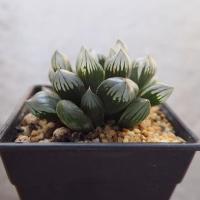 ราคา Haworthia obtusa 'Suisho' (1543514004)