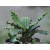 ราคา ยูโฟเบีย/ไดโนเสาร์ใบหยัก กระบองเพชร ใส่กระถาง 2 นิ้ว (3643987342)