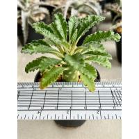 ราคา dorstenia lavrani มะพร้าวทะเลทรายแคคตัส (18784355390)