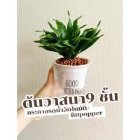 ราคา ต้นวาสนาเก้าชั้น #ต้นไม้สายมู#สายรวยสายปัง#สายมินิมอล (27462513014)