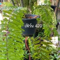 ราคา เฟิร์นใบมะขามก้างปลา น้ำหนักไม่ตายตัวนะคะ (6339348968)