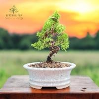 ราคา บอนไซ สนญี่ปุ่น ชิมปากุ อิโต ต้นเล็กน่ารักส่งพร้อมกระถางดินเผา (26460718238)