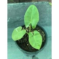 ราคา บอนกระดาดด่างขาว☘️ (12905716393)