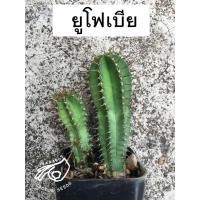 ราคา ยูโฟเบีย ยูโฟร์เบีย แคคตัส Euphorbia fruticosa Forssk ยู โฟร์ เบีย กระบองเพชร cactus (10087354885)