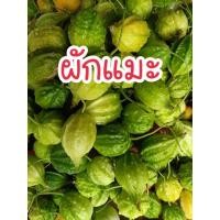 ราคา เมล็ดผักแมะ ผักไห่ 10 เมล็ด พันธุ์แท้ (โปรดพิจารณาก่อนตัดสินใจ) (26419417053)