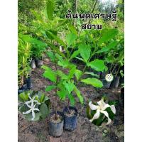 ราคา ต้นพุดเศรษฐีสยาม พุดเศรษฐีสยาม (26816212732)