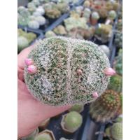 ราคา แมมนกฮูก Mammillaria Perbella (29501666127)