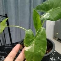 ราคา ต้นบอนกระดาษด่าง บอนด่างลายสวย (21650199584)