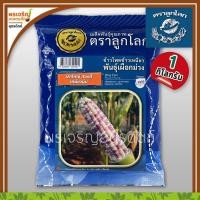 ราคา เมล็ดพันธุ์ข้าวโพด ข้าวโพดข้าวเหนียว เผือกม่วง (1 กิโลกรัม) เมล็ดข้าวโพดขาวม่วง เมล็ดพันธุ์ผักสวนครัว ตราลูกโลก (10594424722)