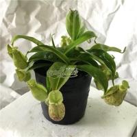 ราคา พืชกินแมลง/ต้นหม้อข้าวหม้อแกงลิงลูกลาย (2427092930)