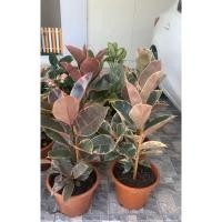 ราคา ยางอินเดียด่างต้นใหญ่ ทรงพุ่ม มีกิ่งข้าง (4547203284)