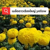 ราคา 50เมล็ด เมล็ดดาวเรืองใหญ่ yellow พันธุ์คัดพิเศษ เมล็ดคัดเกรด A เดาวเรืองสีเหลือง ดอกใหญ่ อัตตราการงอกสูง (24802697337)