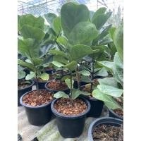 ราคา ต้น☘️ไทรใบสักแคระ กระถาง6” ใบหนาแข็งเเรง (9560219903)