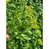 ราคา เมล็ดกวางตุ้งดอก 500 เมล็ด ผักกาดกวางตุ้ง ดอกกวางตุ้ง เมล็ดผักสวนครัว (24136351441)