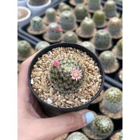 ราคา รวมแมมมิลาเลีย แมมขนนกเหลือง แมมแม่เฒ่า แมมเม็ดพริก (25994194082)