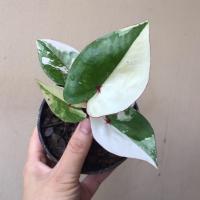 ราคา บอนสี พระธาตุพนม ด่างสวย ไม้ผ่าหัว (16176259418)