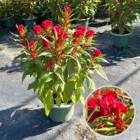 ราคา ไม้กระถางหงอนไก่ ดอกไม้ ต้นกล้า และพืชสีเขียว (27573960441)