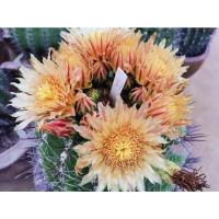 ราคา เฟอโร เล็บเหยี่ยวลุ้นสีดอก ดอกเหลือง ดอกขีดส้ม Ferocactus herrerae กระถาง 2 นิ้ว (10053591934)