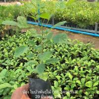 ราคา ต้นแคนา 10 ต้น 100 บาท (7022495661)