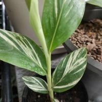 ราคา ขิงด่างลายใบด่างสวยด่างขาวด่างเหมือนข่าเลยค่ะ (9580044908)