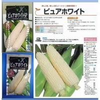 ราคา Hokkaido Pure white แบบซองแท้ 200 เมล็ด นำเข้าจากญี่ปุ่น เมล็ดพันธุ์ข้าวโพดหวานนมสดสีขาวทานดิบ ฮอกไกโด เพียวไวท์ (5156223633)