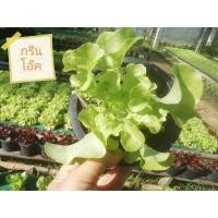 ราคา ต้นพันธุ์ ผักสลัดกรีนโอ๊ค Green Oak Lettuce พร้อมปลูกถุงดำ 29 บาท กรีนโอ๊ค (29080491643)
