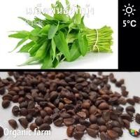 ราคา ผักบุ้ง เมล็ดพันธุ์ผักบุ้ง ต้นผักบุ้ง organic เมล็ดพันธุ์ผักบุ้ง 100 เมล็ดพันธุ์ (8707983998)