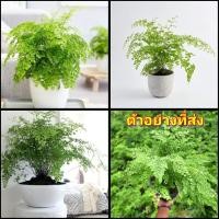 ราคา (1ต้น) ต้น เฟิร์นก้านดำ Adiantum ต้นเฟิร์นก้านดำ เฟิร์น ก้านดำ สวนนายนนท์ (20504062091)
