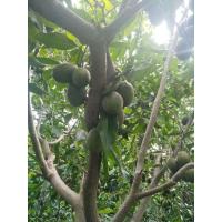 ราคา มะกอกฝรั่ง กรอบ อมเปรี้ยวอมหวาน จิ้มพริกกะเกลือ เป็นตาแซ่บ (10051892395)