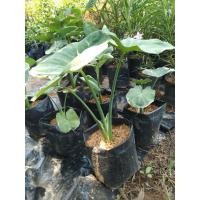 ราคา ต้นถุงเงินถุงทองไม้มงคล (3642344689)