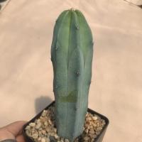 ราคา A Little cactus| แคคตัส กระบองเพชร ตอบลู (15978915808)