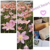 ราคา บัวดิน สวีทฮาร์ท (sweet heart) ดอกสีชมพู น่ารัก ขายหัวละ 20บาท (5845705334)