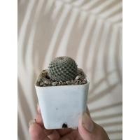 ราคา กระบองเพชร Cactus "แมมนกฮูก" (7741260192)