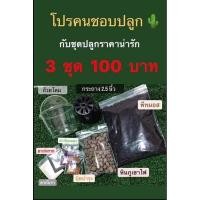 ราคา ชุดเพาะเมล็ดแคคตัสและไม้อวบน้ำ (5863872955)