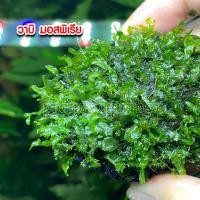 ราคา วาบิ มอสพิเรีย พร้อมปลูก ต้นไม้น้ำ ต้นไม้น้ำตกแต่งตู้ปลา ไม้น้ำตกแต่งตู้ปลา (22547620727)